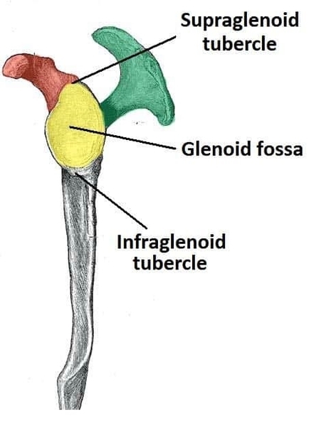 Lateral View of the Scapula Glenoid Fossa Acromion and Coronoid Process Labelled
