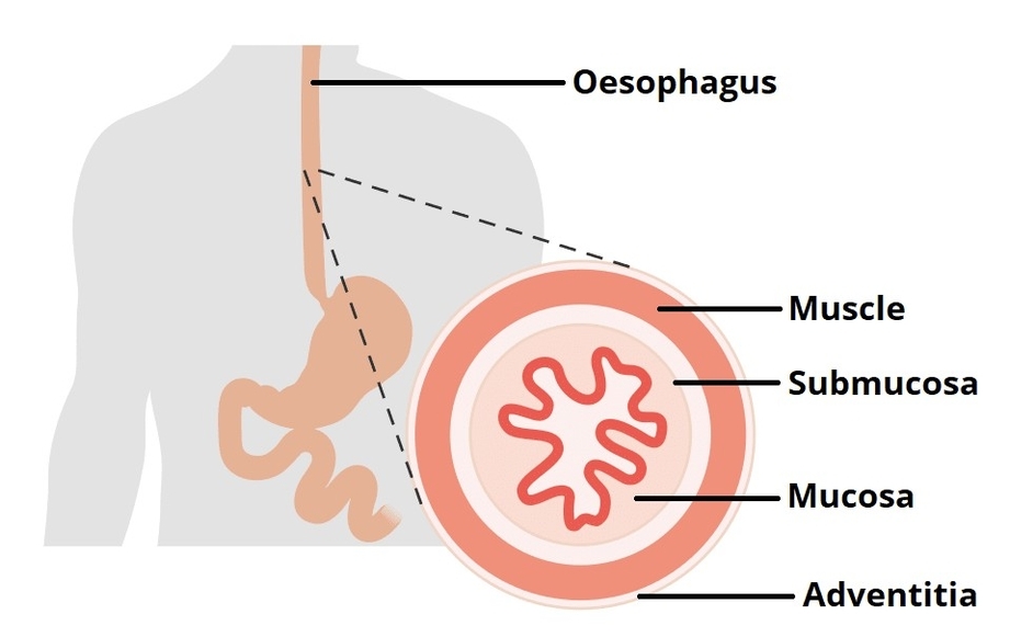 Layers of the Oesophagus