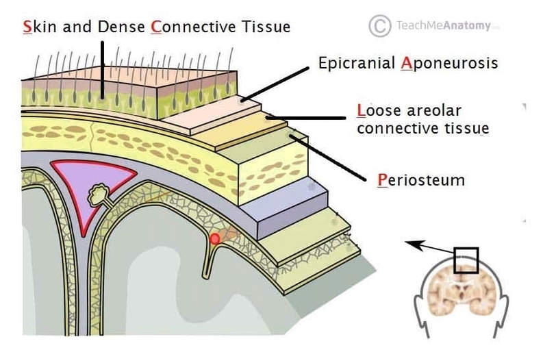 Layers of the Scalp