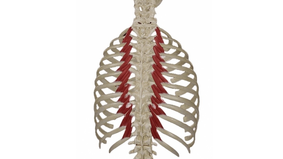 Levator Costarum Muscles of the Back