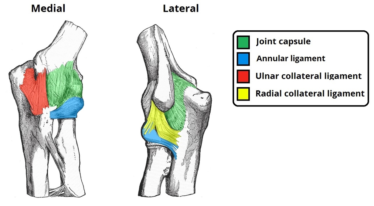 Ligaments of the Elbow Joint Lateral and Medial Aspect