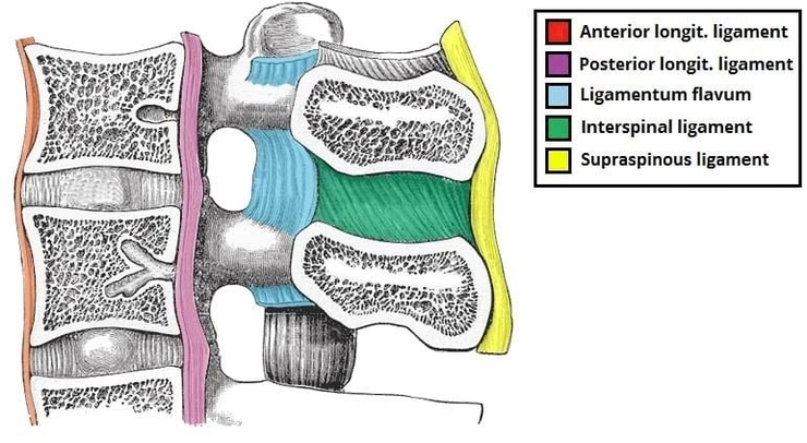 Ligaments of the Lumbar Spine