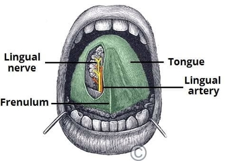 Lingual Nerve Sensory Innervation to the Tongue