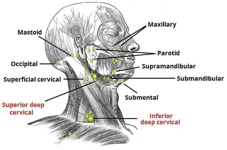 Lymph Nodes of the Head and Neck