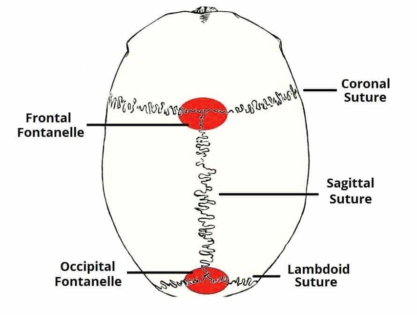 Major Fontanelles and Sutures of the Skull