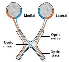 Medial Fibres Crossing over at the Optic Chiasm