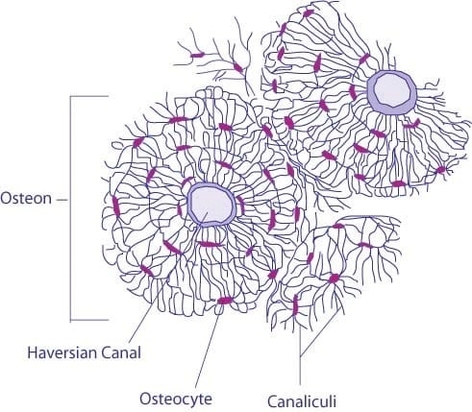 Micrographc of Compact Bone Osteon