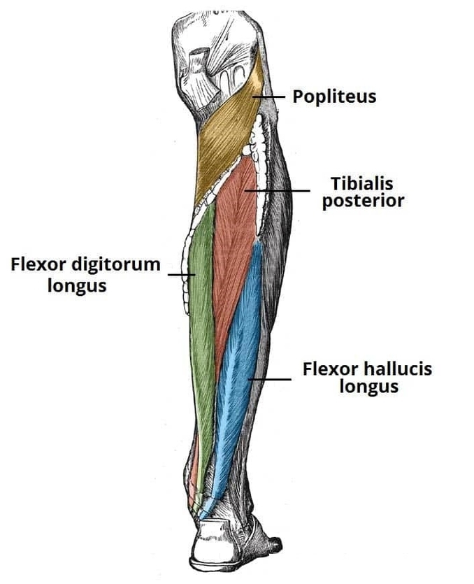 Muscles in the Deep Layer of the Posterior Leg
