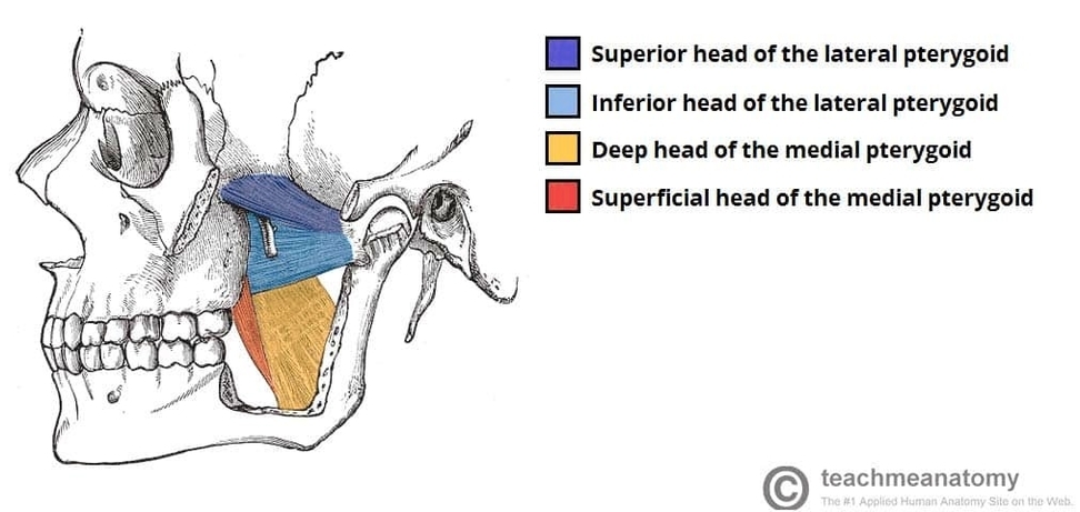 Muscles of Mastication Medial and Lateral Pterygoids