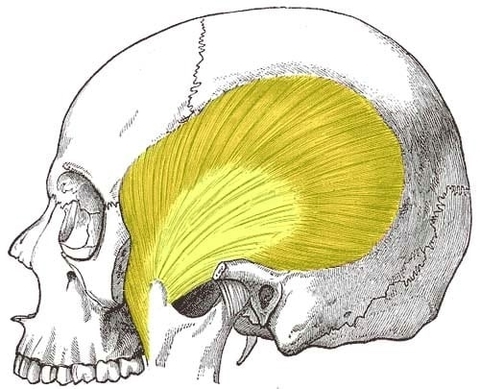 Muscles of Mastication Temporalis
