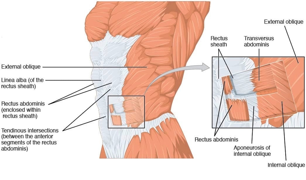 Muscles of the Anterolateral Abdominal Wall
