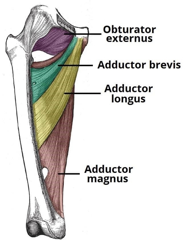 Muscles of the Medial Thigh Hip Adductors
