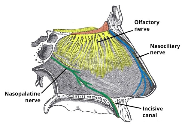 Nasopalatine Nerve and Incisive Canal
