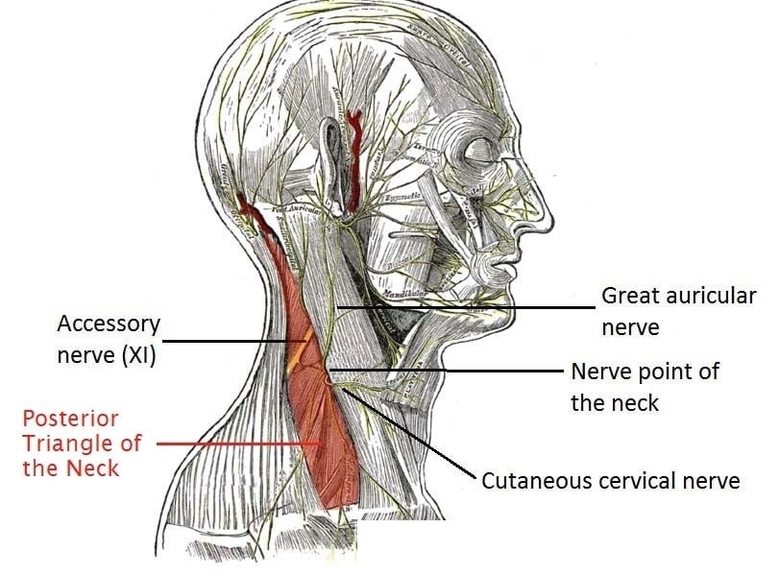 Nerves within the Posterior Triangle of the Neck