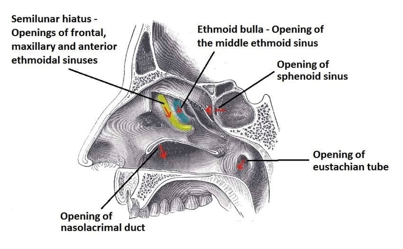 Openings into the Nasal Cavity Draining Paranasal Sinuses Lacrimal Duct and Auditory Tube