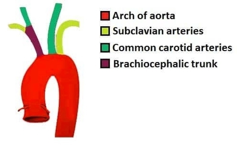 Origin of the Blood Supply to the Upper Limb Subclavian Vessels