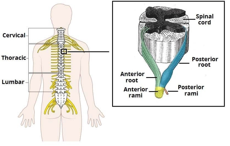 Origin of the Spinal Nerves from the Spinal Cord