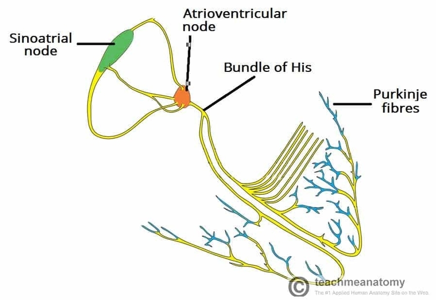 Overview of Conduction Pathway Components