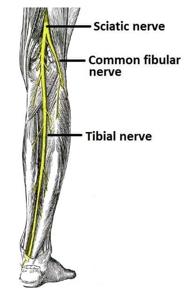 Overview of the Anatomical Course of the Tibial Nerve