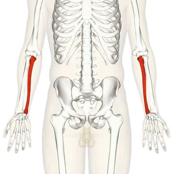Overview of the Anatomical Position of the Ulna