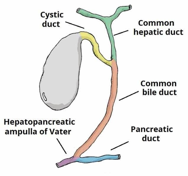 Overview of the Biliary System