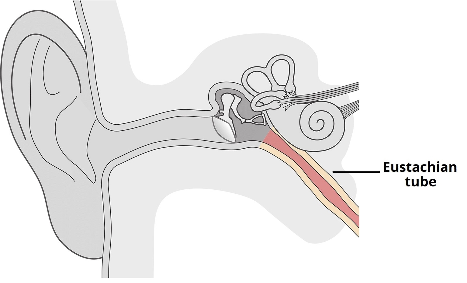 Overview of the Eustachian Tube