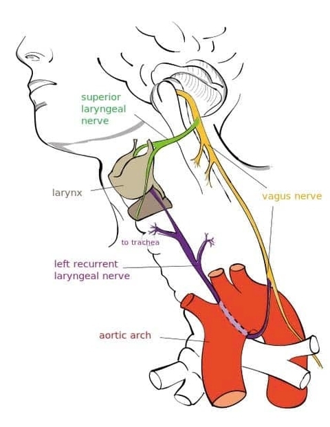 Overview of the Major Branches and Anatomical Course of the Vagus Nerve
