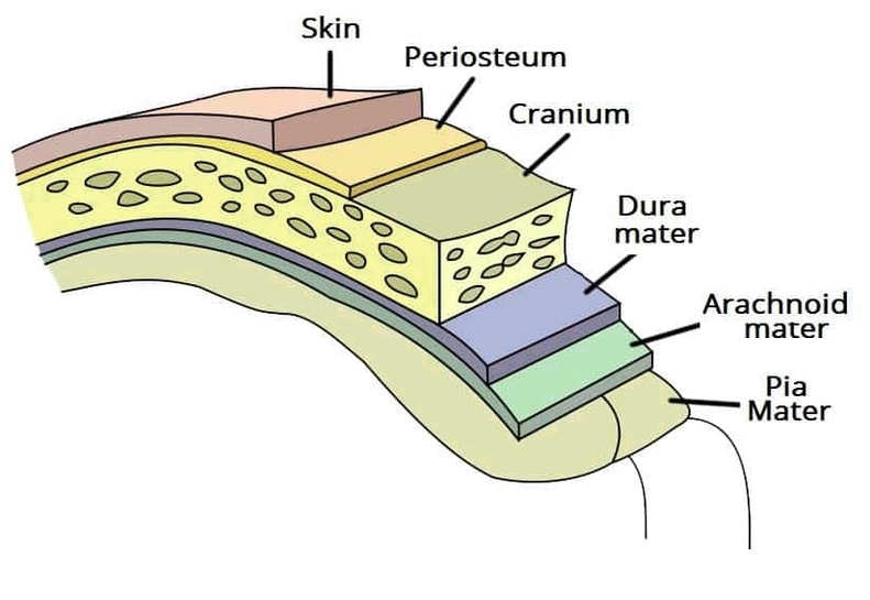 Overview of the Meninges of the Brain