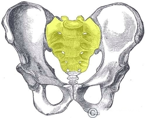 Overview of the Sacrum