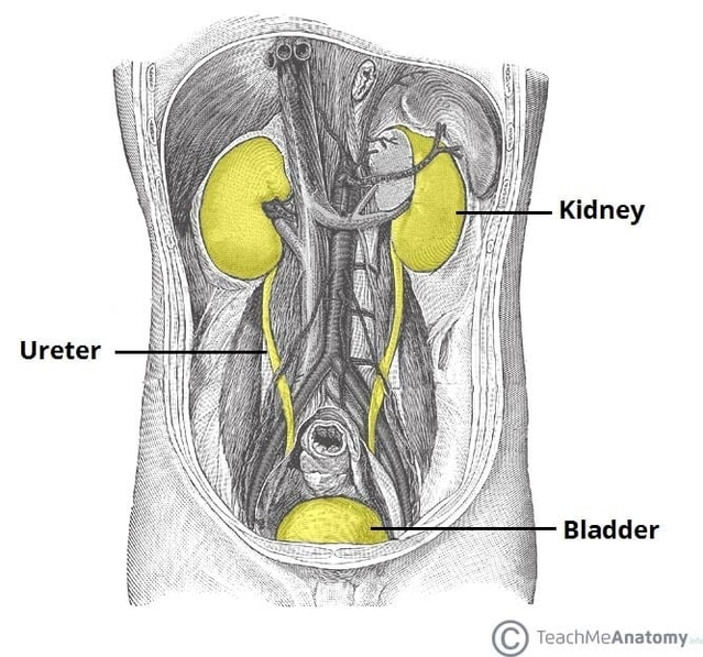 Overview of the Urinary Tract Kidney Ureter and Bladder