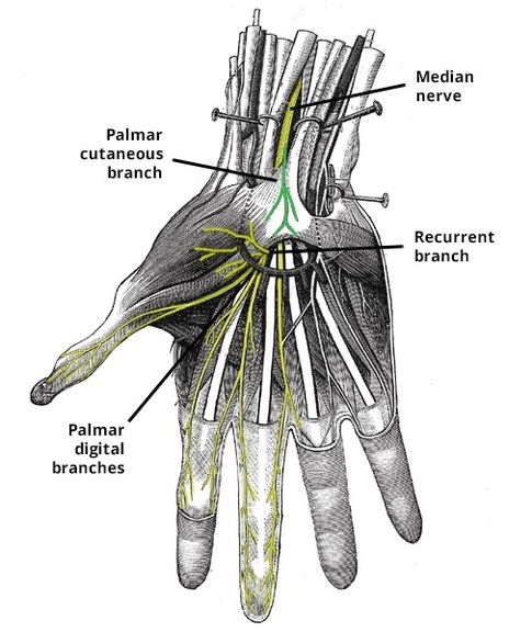 Palmar Cutaneous Branch of Median Nerve