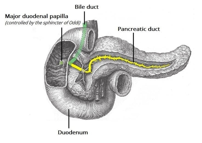 Pancreatic duct Bile duct and Major duodenal Papilla