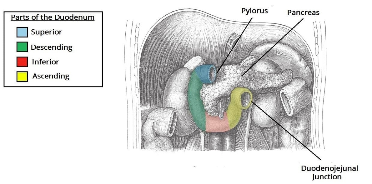 Parts of the Duodenum Small Intestine