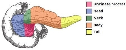 Parts of the Pancreas