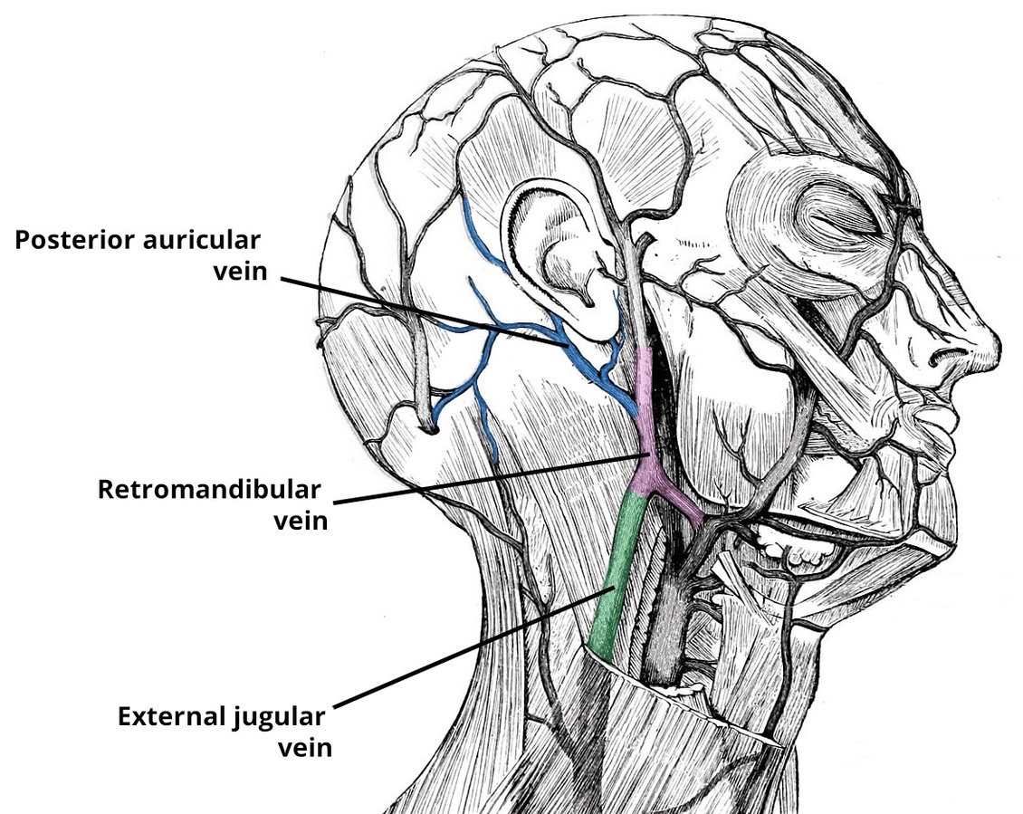 Posterior Auricular Vein Course and Tributaries
