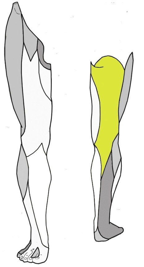 Posterior Cutaneous Nerve of Thigh