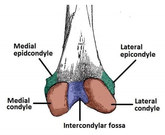 Posterior Surface of the Distal Portion of the Femur