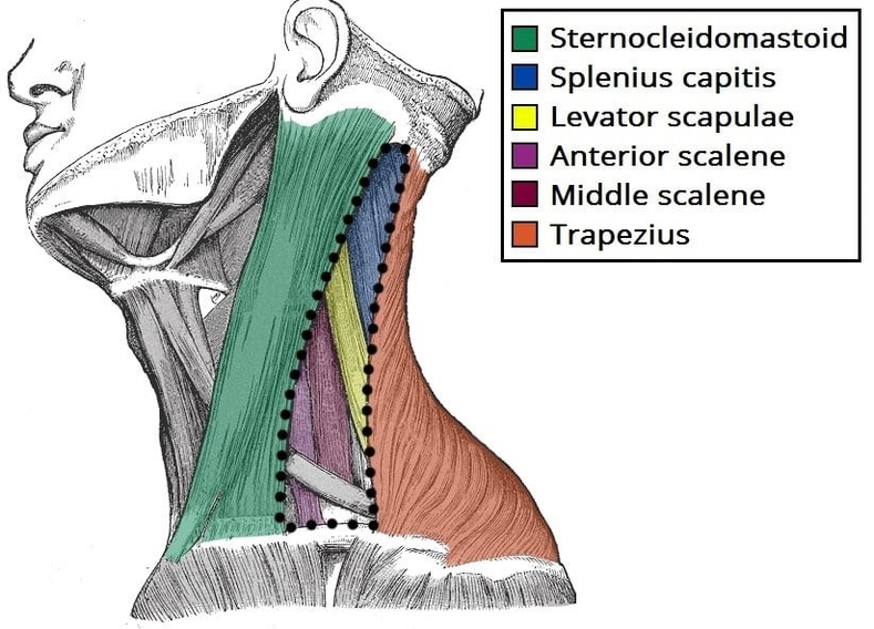 Posterior Triangle of the Neck Borders and Muscles of the Floor