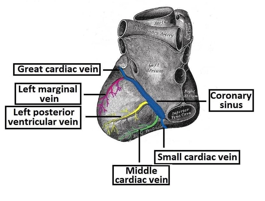 Posterior View of the Venous Drainage of the Heart