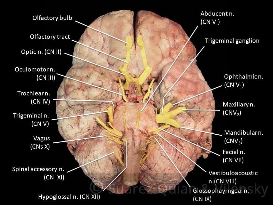 Prosection of the Cranial Nerves