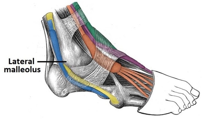 Lateral Compartment of the Leg