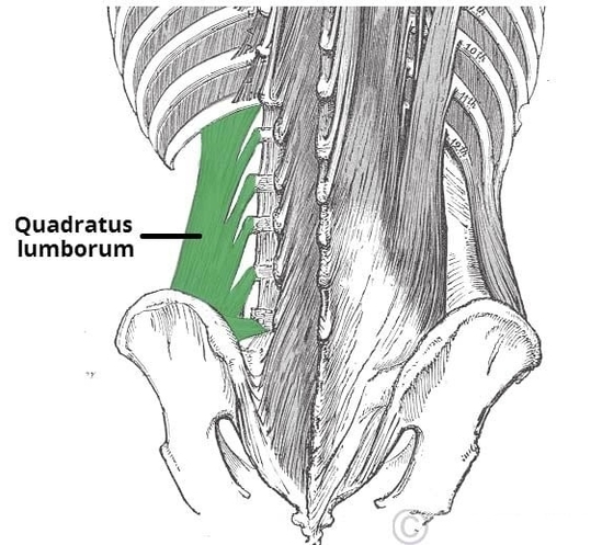 Quadratus Lumborum