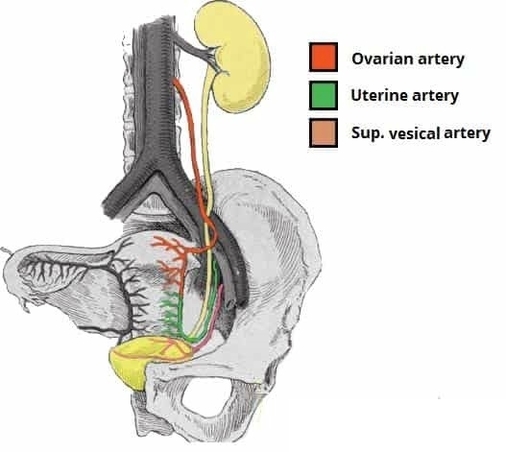 Relationship between the Ureter and the Uterine Artery