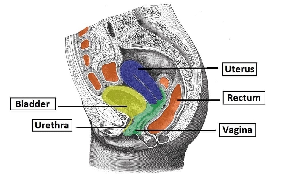 Sagittal Section of the Female Pelvis Anatomical Relations of the Internal Reproductive Tract