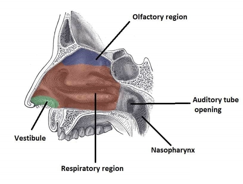 Sagittal Section of the Nasal Cavity The Three Anatomical Regions