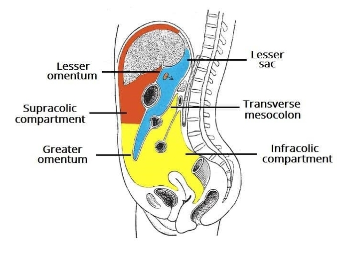 Sagittal View of the Subdivisions of the Peritoneum