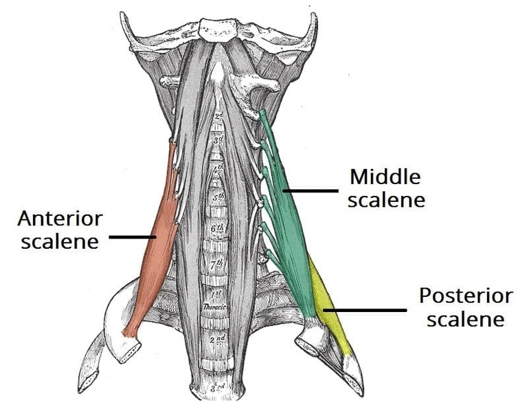 Scalene Muscles of the Neck