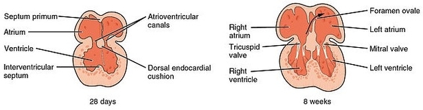 Septation of the Heart Embryology of the Cardiovascular System