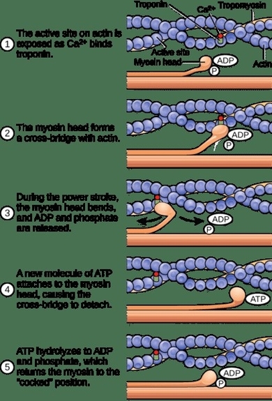 Sliding Filament Model Muscle Ultrastructure