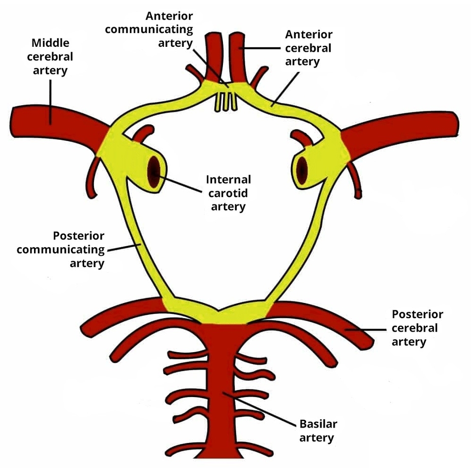 Structure of the Circle of Willis
